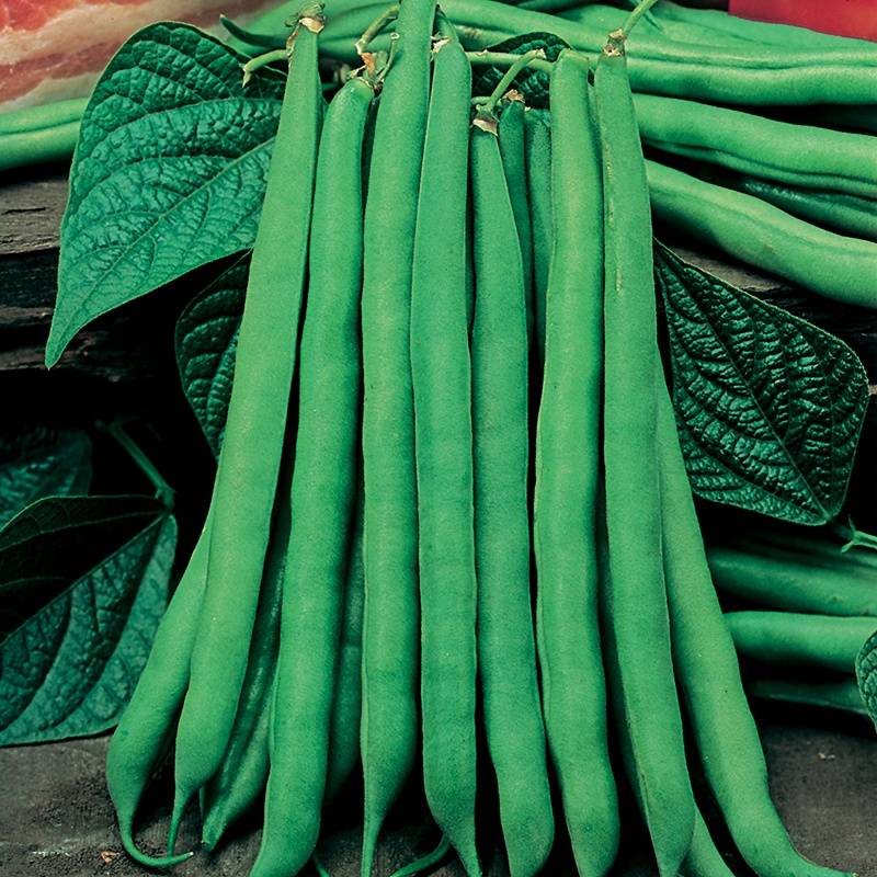 Dwarf (French) Bean Tendergreen Seeds (50 Seeds) Meadow Croft